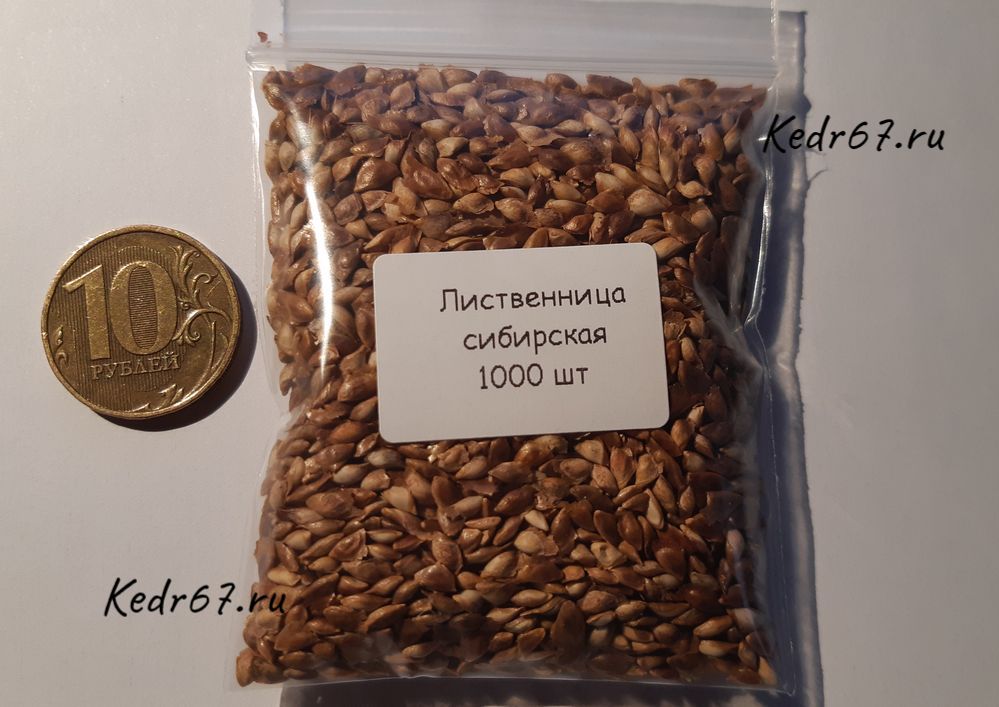 Купить семена сибирской селекции выведение следов марихуаны из организма