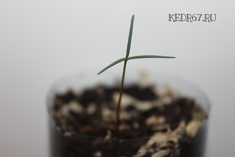 Секвойя семена купить. Секвойя гигантская семена. Семена секвойи ...