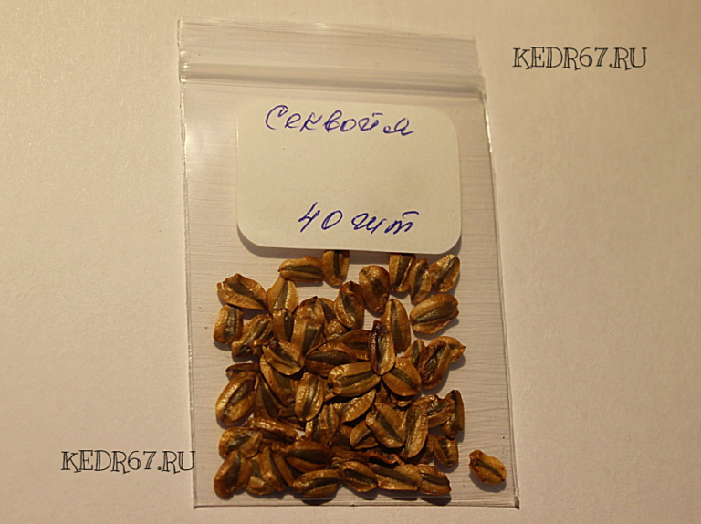 Секвойя семена купить. Секвойя гигантская семена. Семена секвойи ...