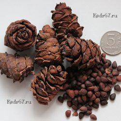 кедровый стланик семена