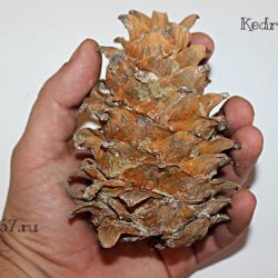 Кедр Корейский шишка