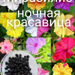 Мирабилис